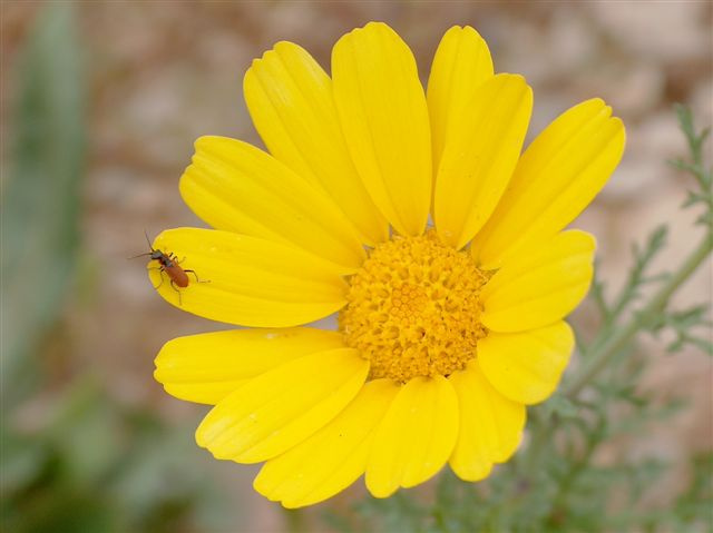 Gost\' flower bug ant guest