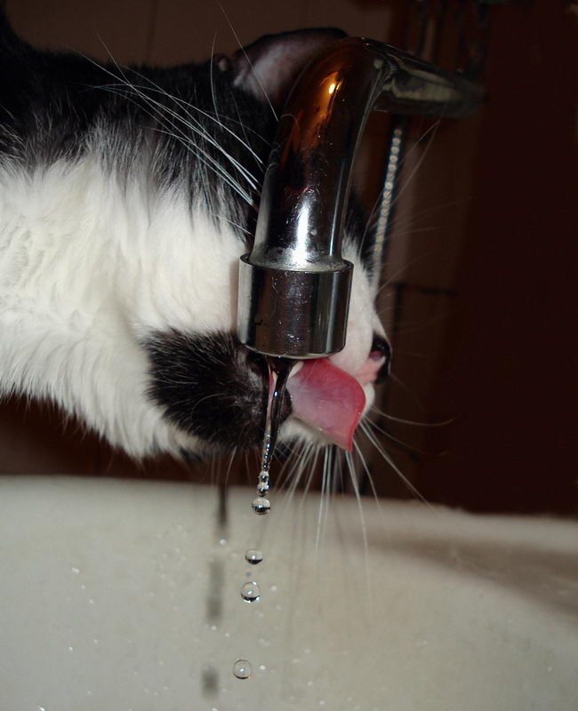 Драгоценные капельки кошки капля вода
