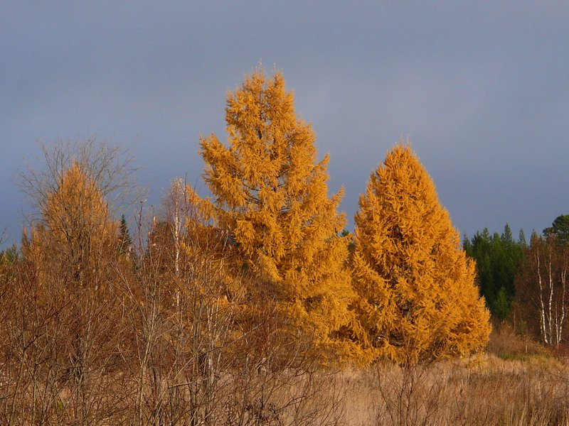 краски осени краски осени