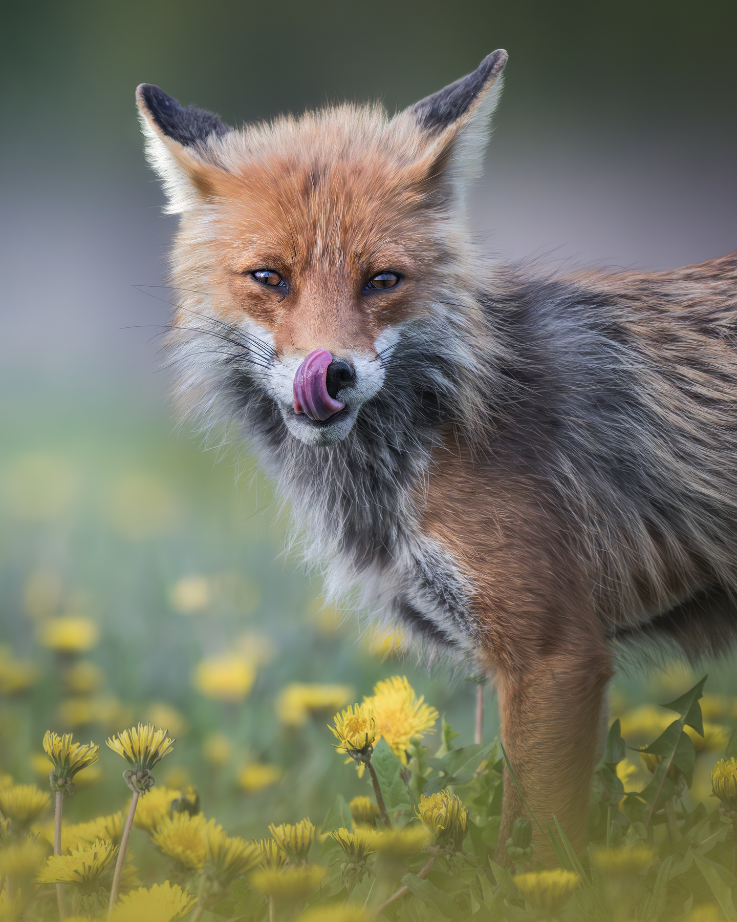 Обыкновенная лисица (Vulpes vulpes) 