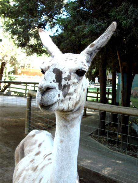 portret. lama