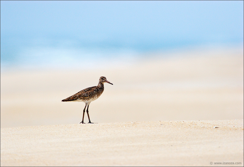 Один Catoptrophorus semipalmatus, willet, кулик, перепончатопалый улит
