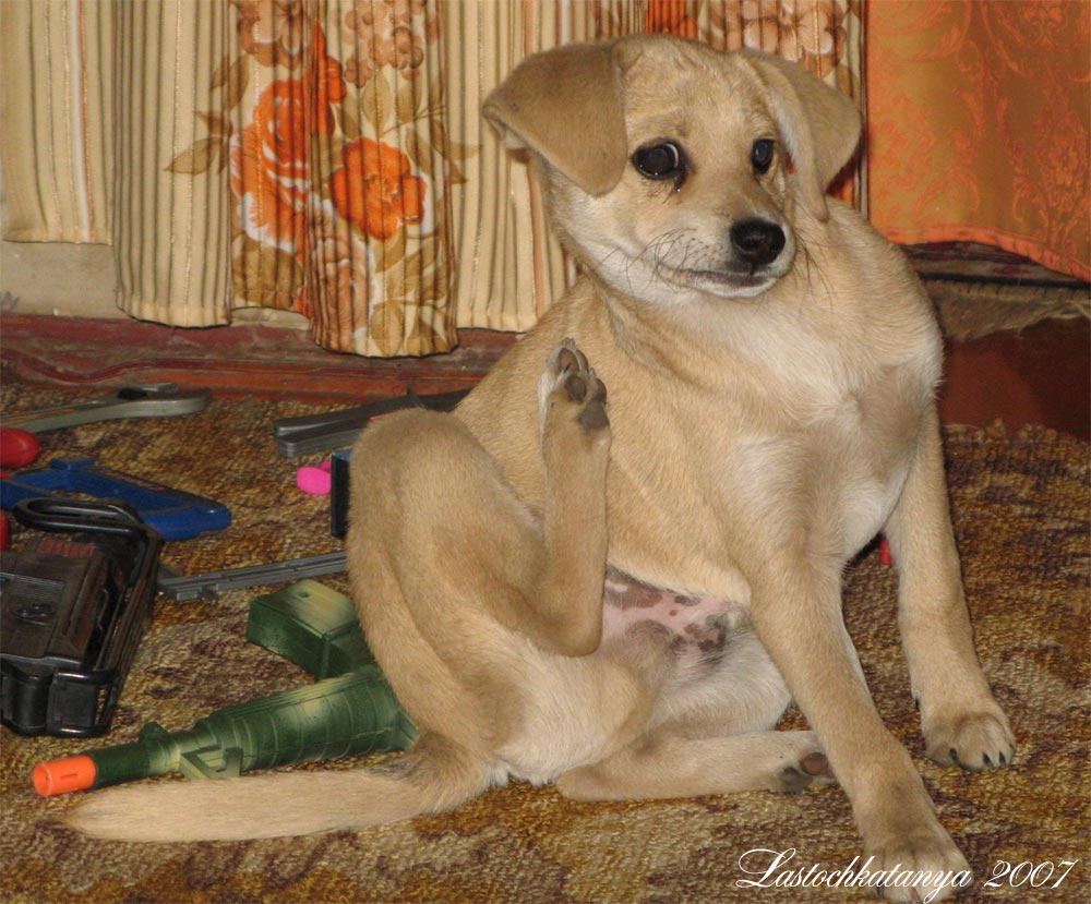аааааа...... блохииииииииии собака чешется