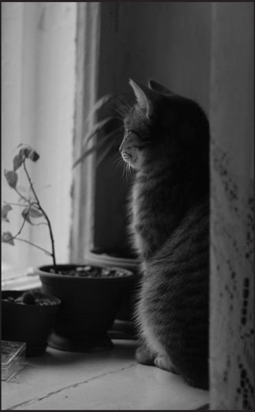 Из жизни одной кошки: Там кошка