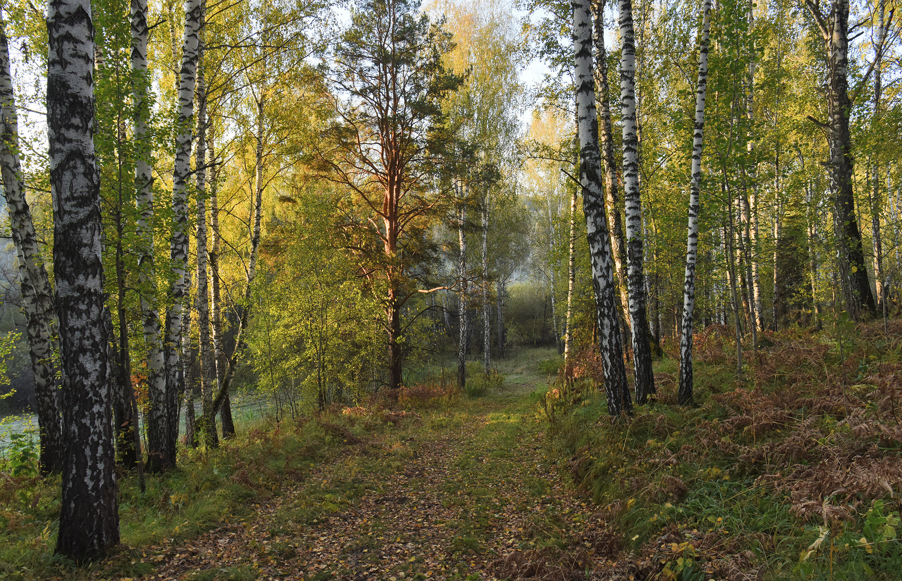 Сентябрь_3 утро лес Сибирь