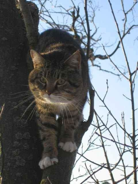 Врунгель животное, кот, дерево