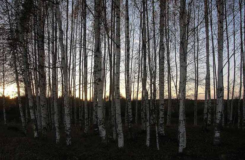 Кусочек лета или белые красавицы на закате 