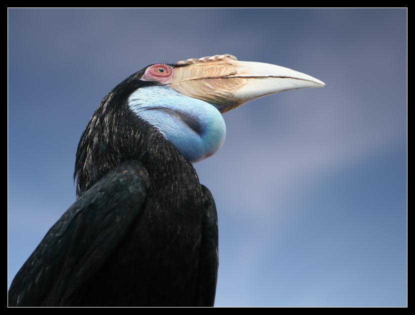 Bird bird thailand
