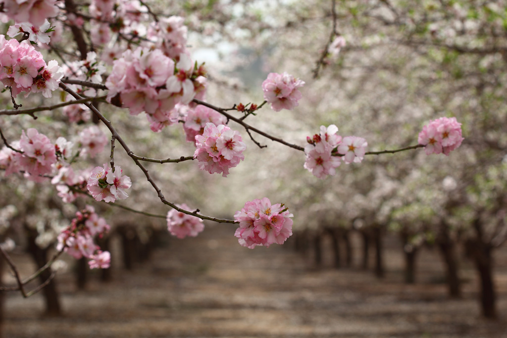 spring 2013, #1 