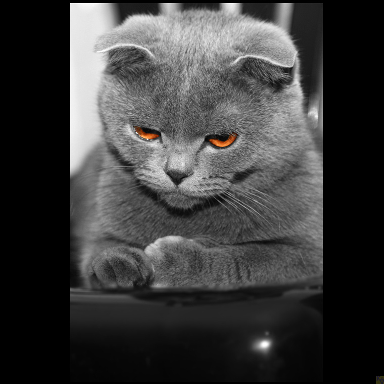 думы кошка Соня скоттиш