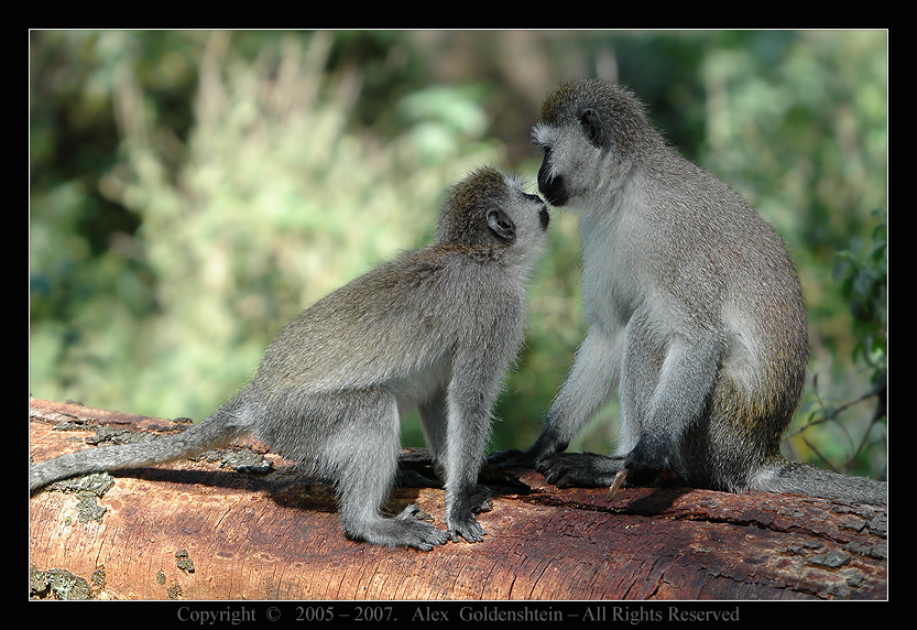 Зеленая мартышка (Cercopithecus aethiops). Африка, Кения, Национальный парк Накурy, Зеленая мартышка