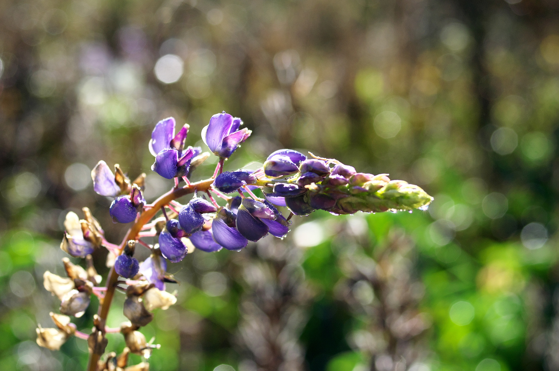September arrives II Horizontal No People Flower Plant Nature Close-up Purple Outdoors Freshness Head Petal Growth Day pentax 40 lim karelia