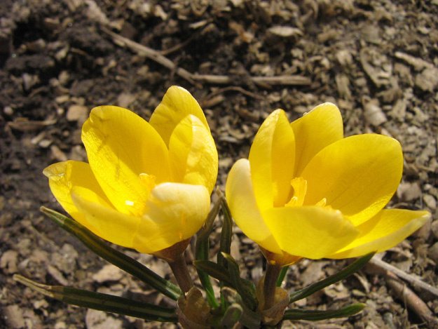 Spring Has Come flower, sun, yellow, spring, цветок, солнце, желтый, весна