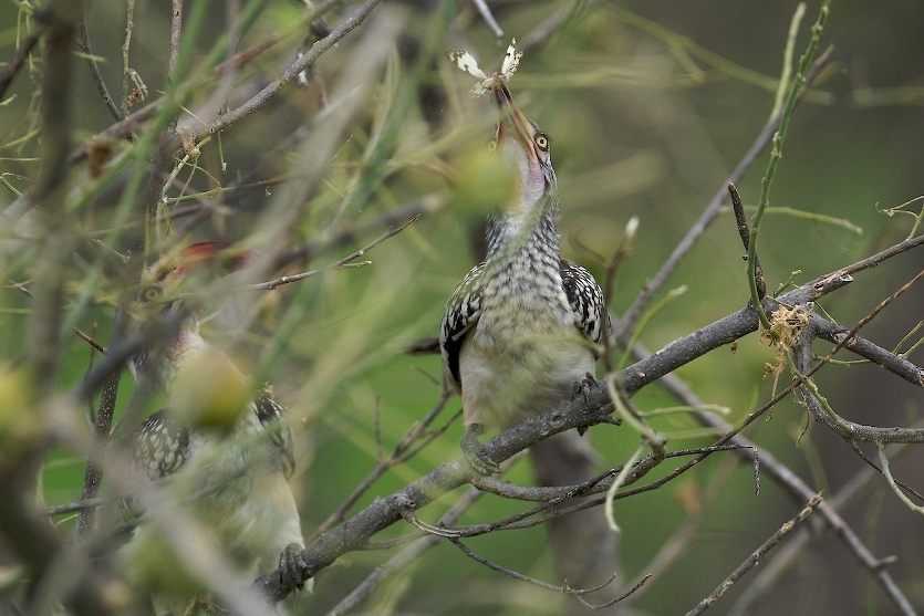 охотники Botswana Okavango