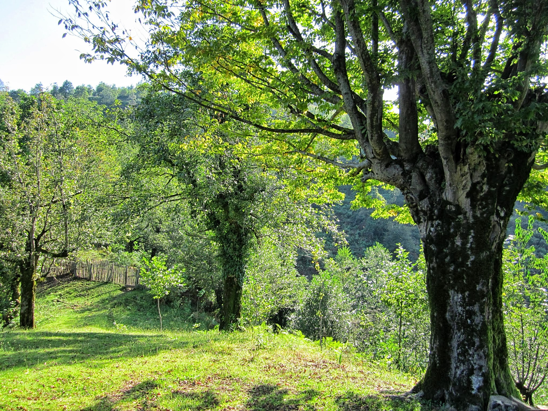 *** Кавказ Туризм Гурия  Travel Guria Georgia Nature Travel Guria Georgia Nature Erketi Chokhatauri Грузия Природа Отдых