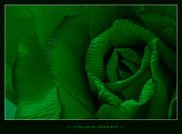 .:: COLOUR GREEN ::. роза, green