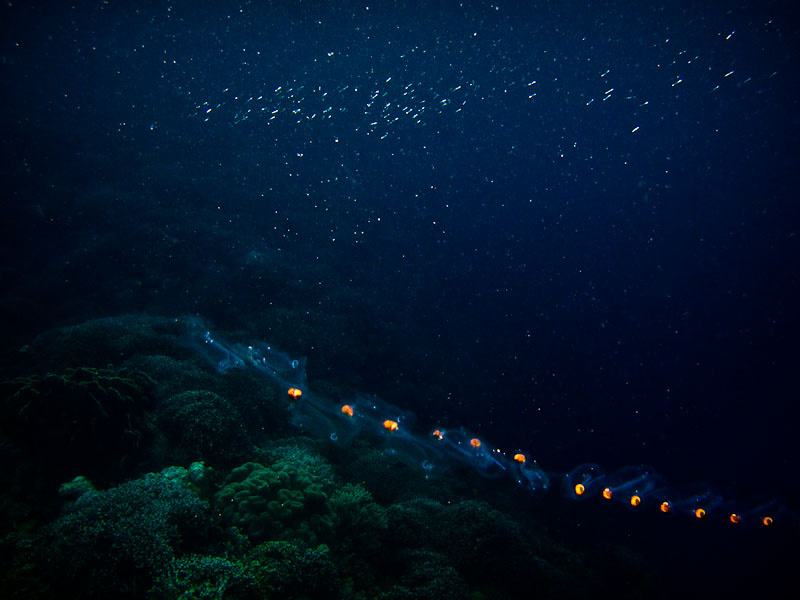 Jellyfish 