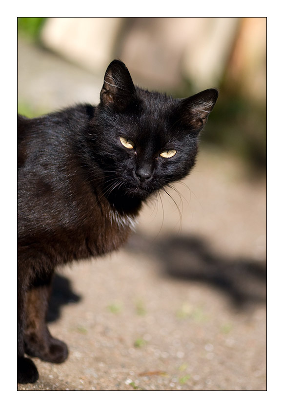 *** кот коты лето