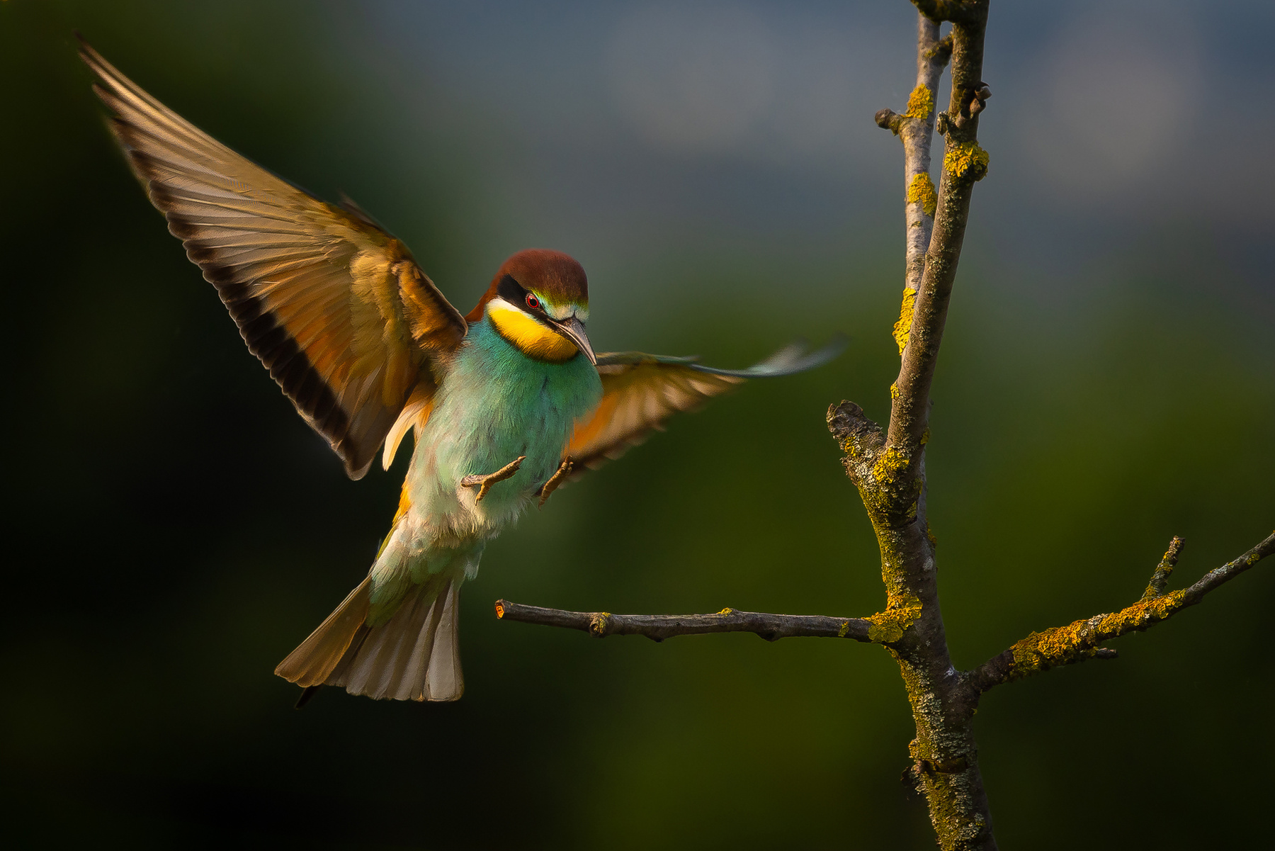 Bee-eater 