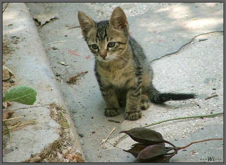 Интерес котенок