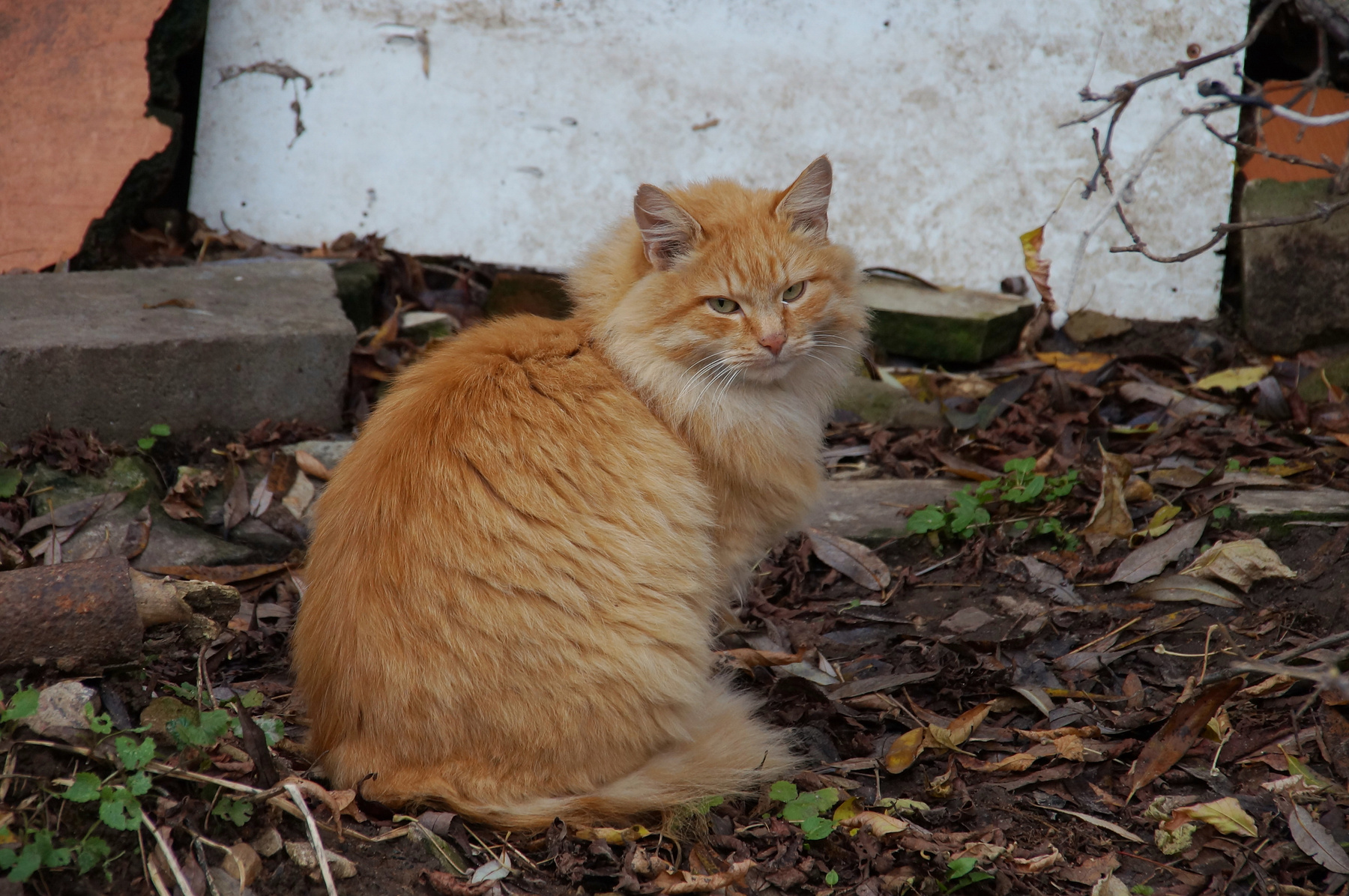 Осенний Котик 