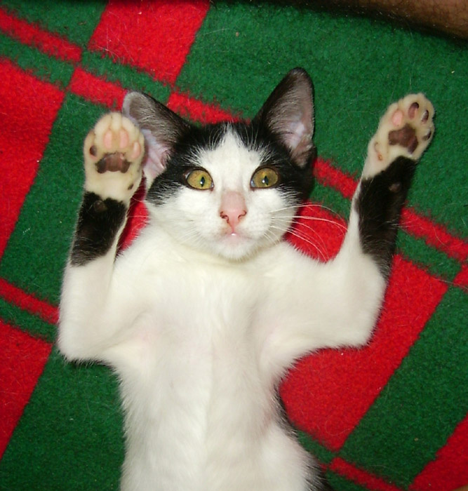 Сдаюсь! котенок