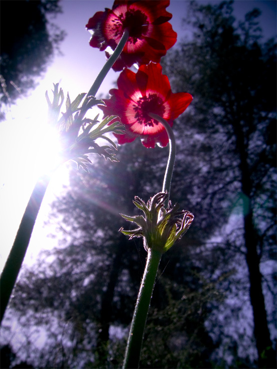 two spring flowers