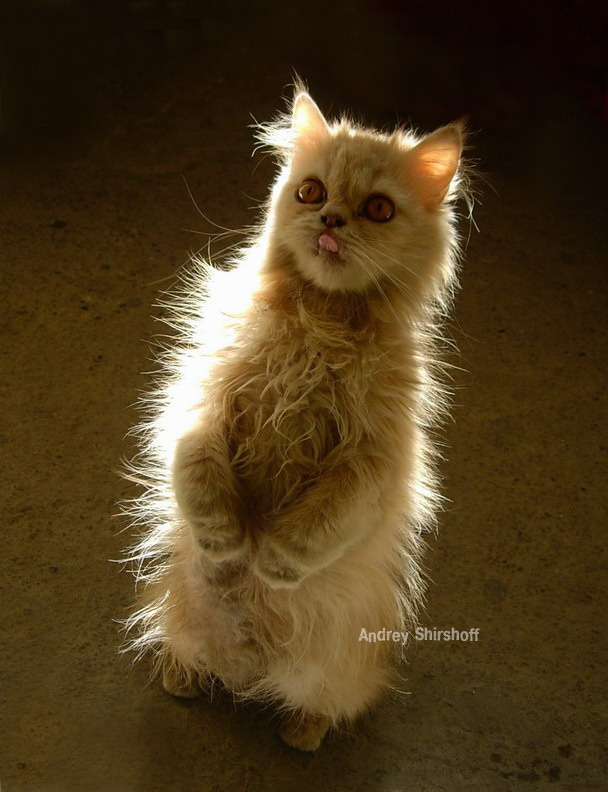 Манька кошка