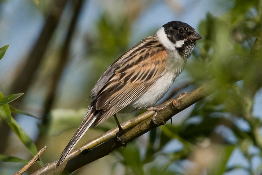 Emberiza schoeniclus ОВСЯНКА КАМЫШОВАЯ