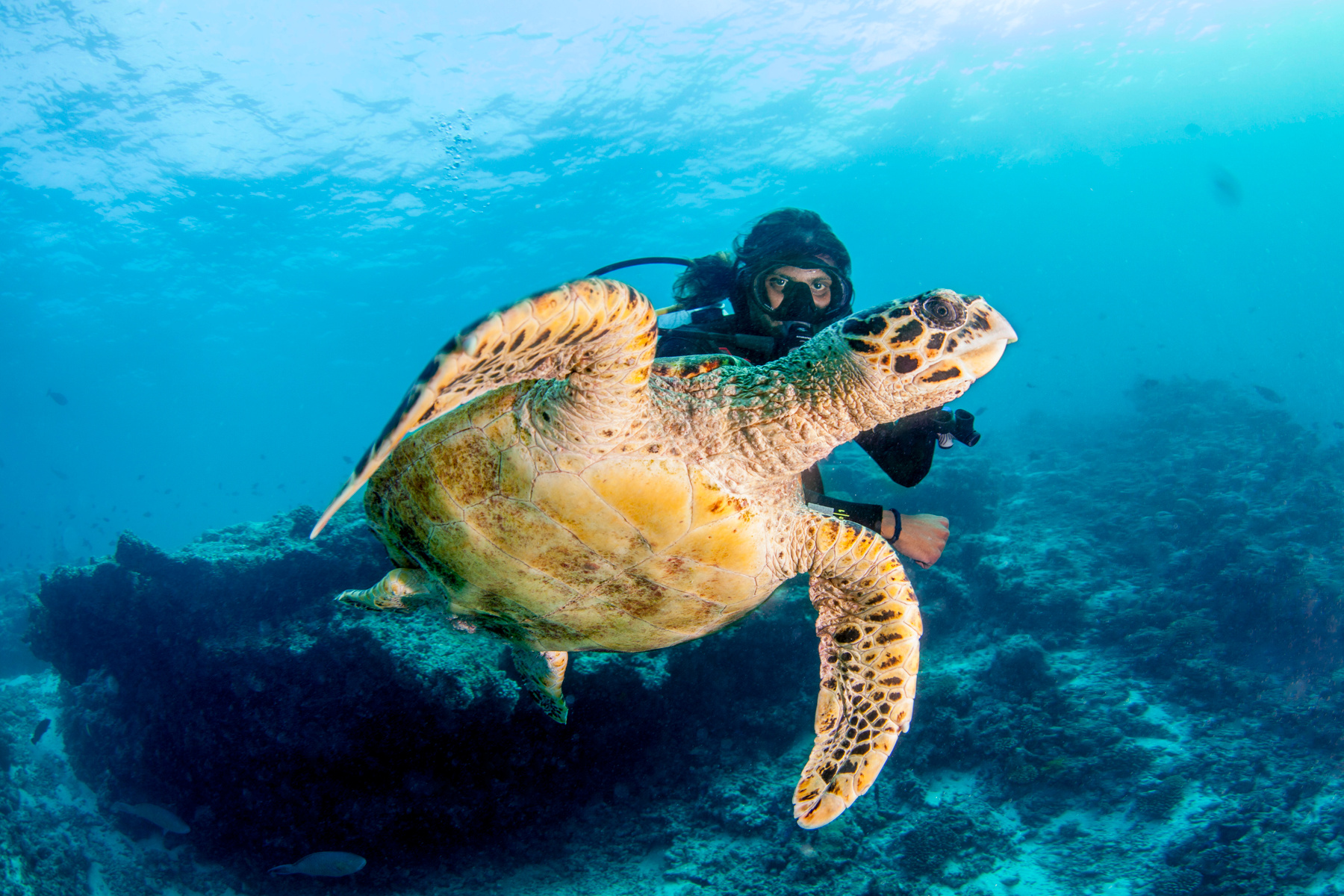 flying turtle 