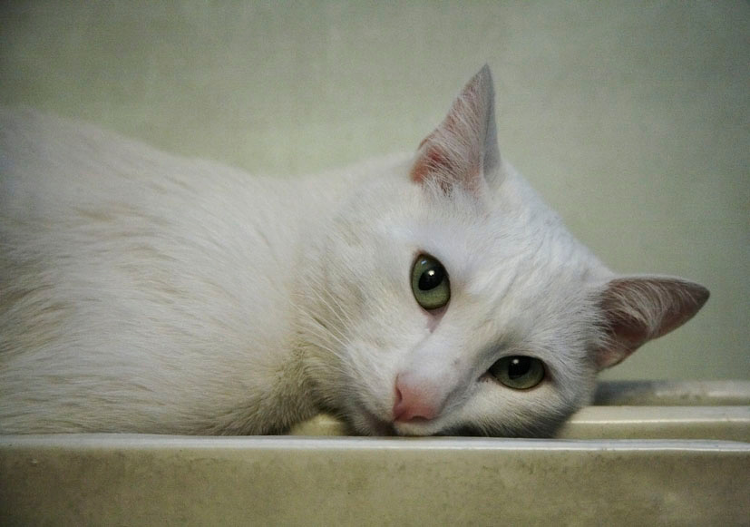 кот моей тетушки кот