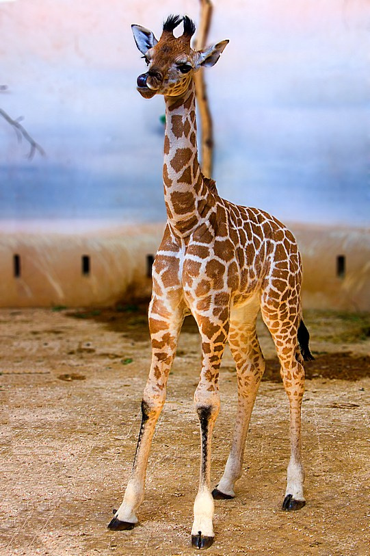 Жирафёнка  (серия \"Praha Zoo\") африка жираф дети игрушка прага зоопарк