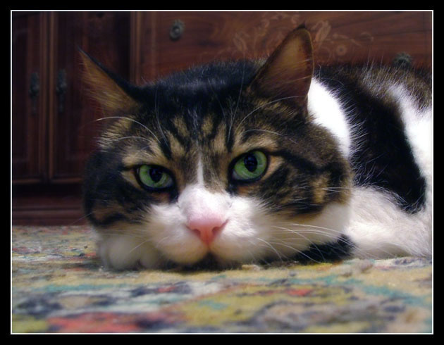 Уют. Cat