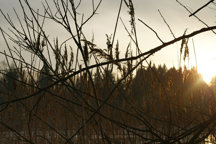 *** литва, пейзаж, 2013, soulonfire