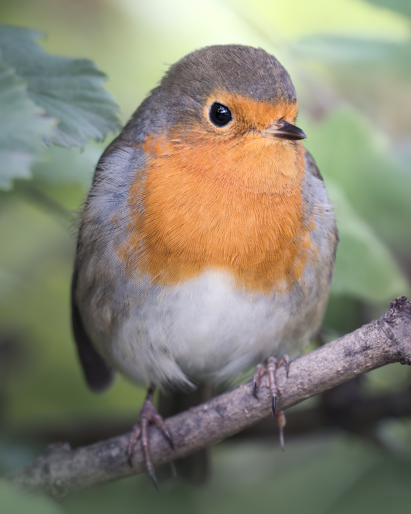 Малиновка (Erithacus rubecula) 