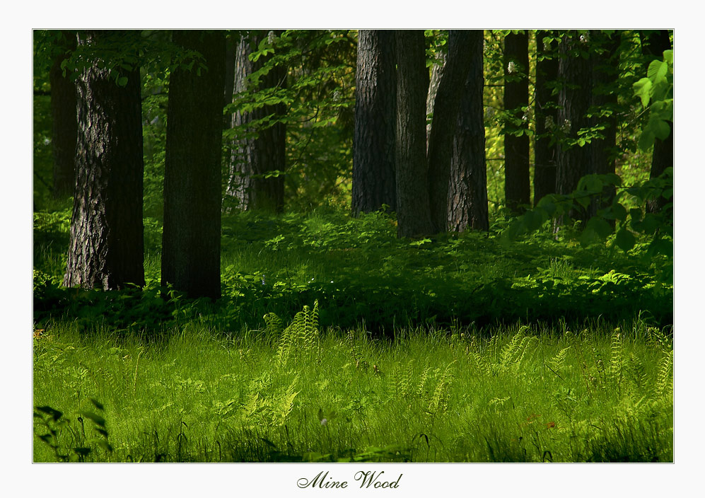 ~ Mine Wood ~ 