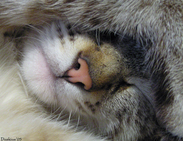 Тихий час. кот