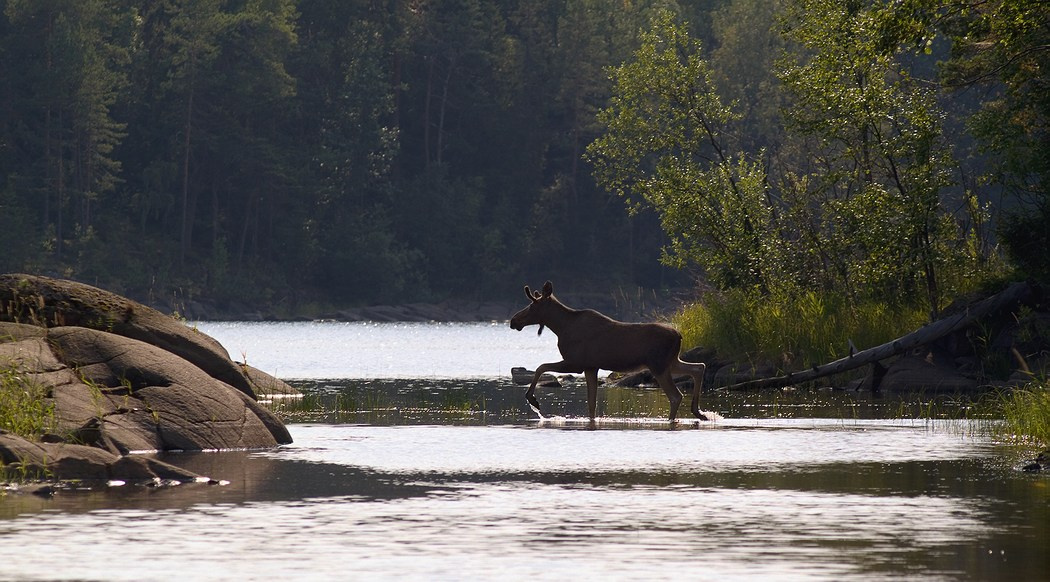 Alces 