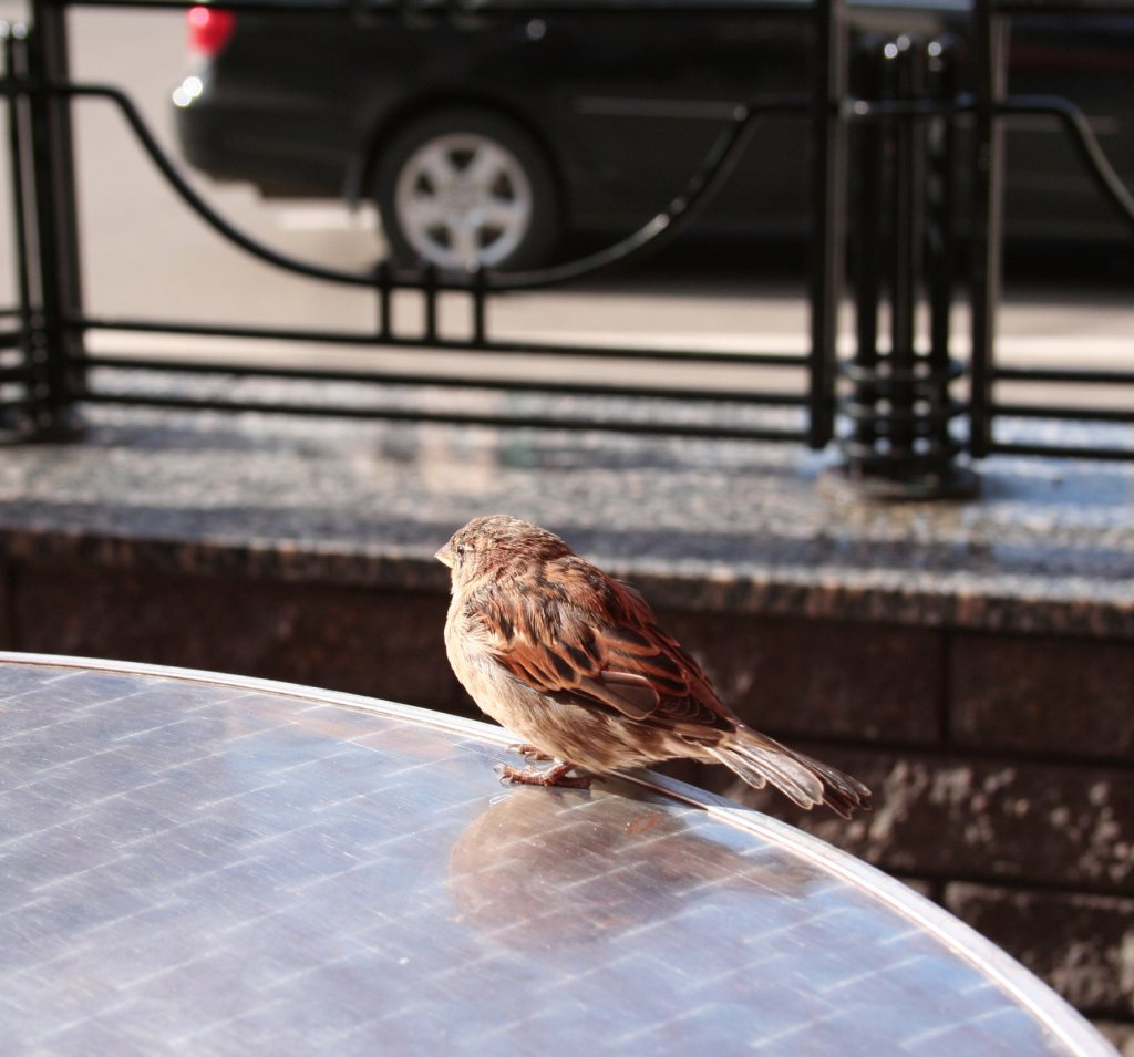 fastfood bird 