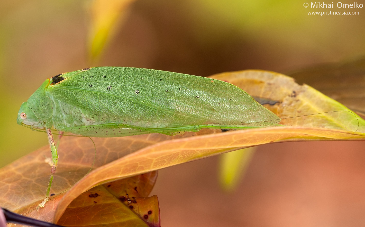 Arnobia sp. кузнечик tettigoniidae макро лаос
