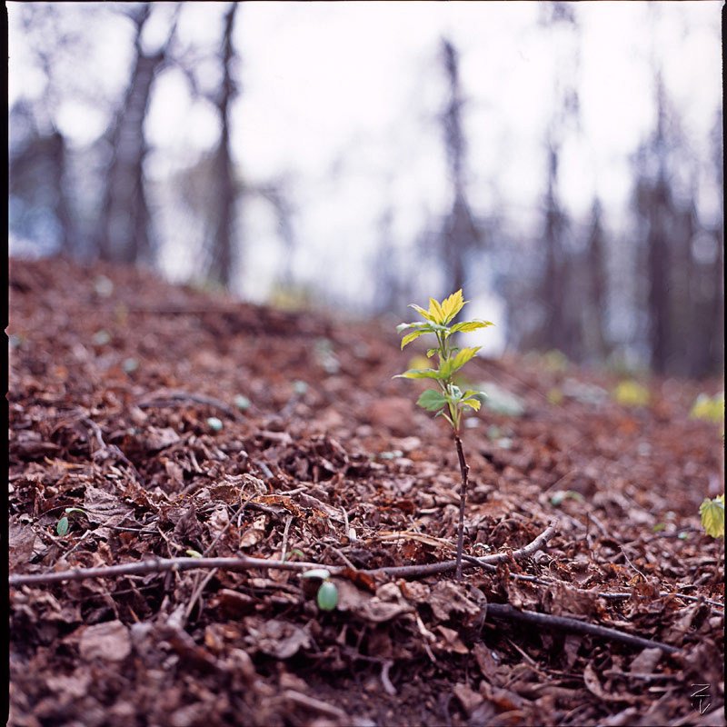 new life new life