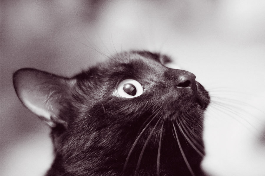 Морда кота кот