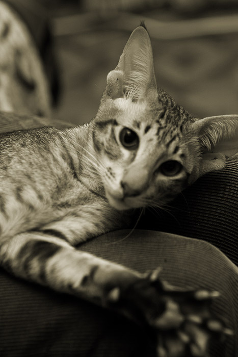 Котяра-2 