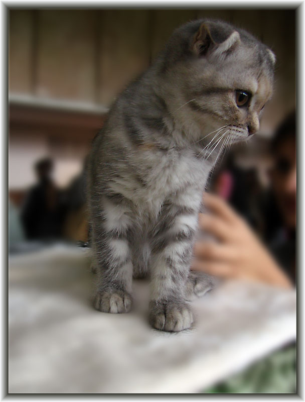 котенок с выставки 