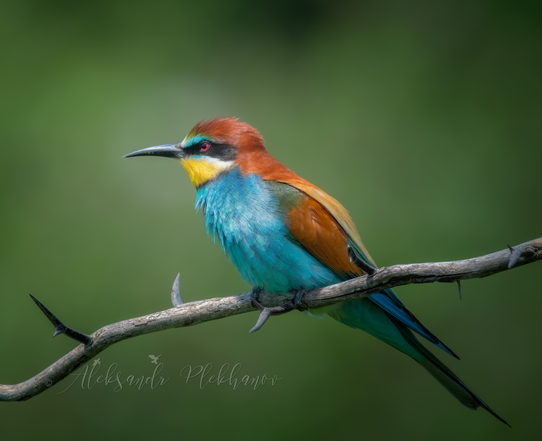Щурка золотистая - портрет живая_природа wildlife
