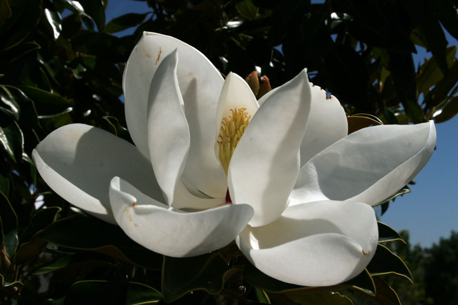 magnolia flowers