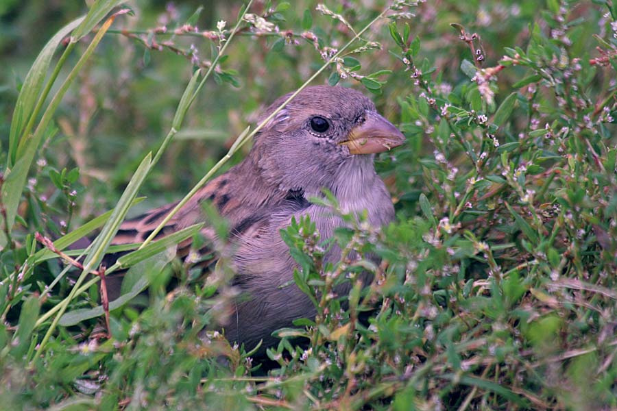 Процесс обеда домовой воробей Passer domesticus