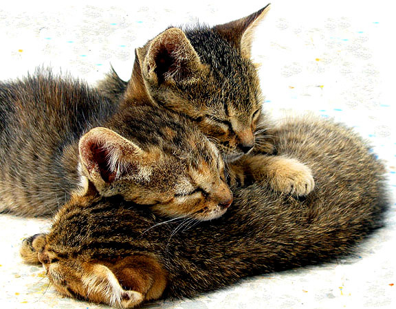 Сладкие сны или нежная семейка Котята, котенок, кот, коты, семейка, семья