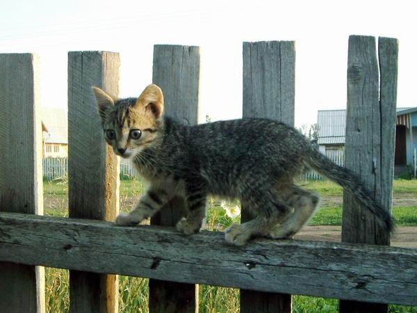 Штакетник кот забор штакетник смешной киска кошка кошечка Омск