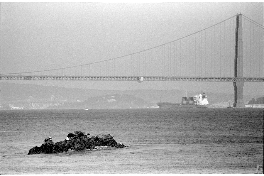 Жывотные валяютса тюлени Golden Gate Bridge